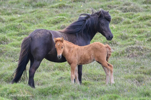 Islandpferd  (Equus ferus f. caballus), Stute mit Fohlen.