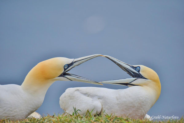 Basstölpel (Morus bassanus) auf Helgoland.
