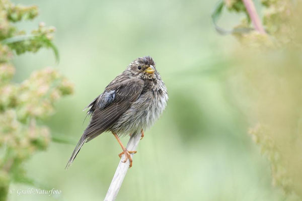 Durchnässte Grauammer (Emberiza calandra) 