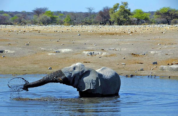  Afrikanischer Elefantenbulle (Loxodonta africana) beim baden. Auf der Suche nach Wasser und Nahrung legen die Elefanten bis zu zwölf Kilometer pro Tag zurück. 