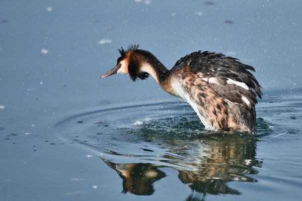 Haubentaucher (Podiceps cristatus) auf dem Geiseltalsee