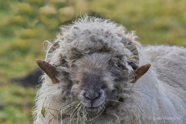 Walliser Schwarznasenschaf (Ovis orientalis f. aries)