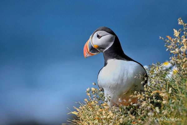Papageitaucher (Fratercula arctica) am Vogelfelsen Látrabjarg in den Westfjorden.