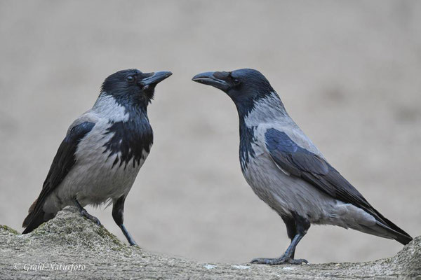 Nebelkrähen (Corvus cornix)