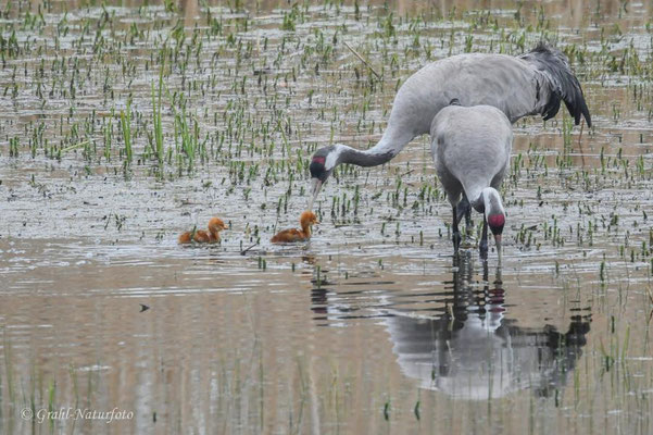 Europäischer Kranich (Grus grus) mit Küken im Linumer Teichland.
