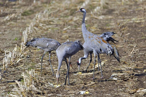 Herbstrast der Kraniche am Günzer See 2011