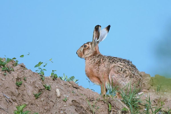 Feldhase (Lepus europaeus) am Rand einer Kiesgrube