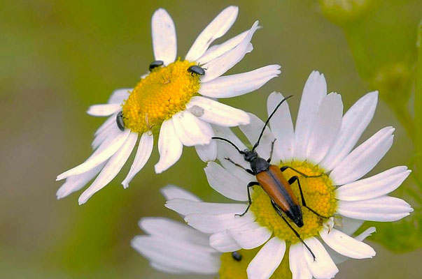 Kleiner Schmalbock (Stenurella melanura) und Glattkäfer