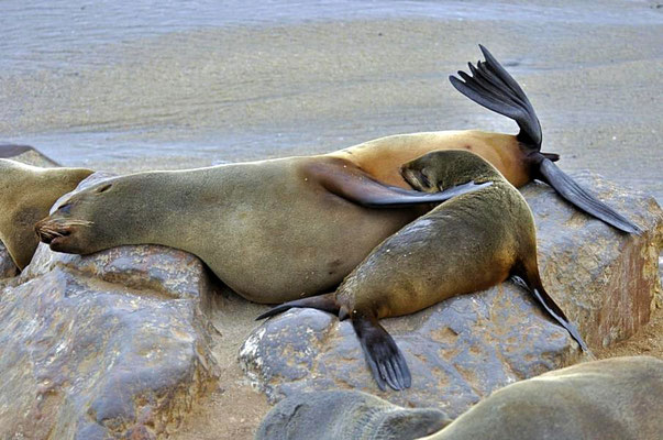 Südafrikanische Seebären (Arctocephalus pusillus), Mutter säugt ihr Jungtier am Cape Cross.