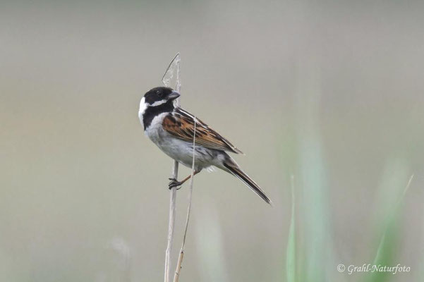Rohrammer (Emberiza schoeniclus) männl.