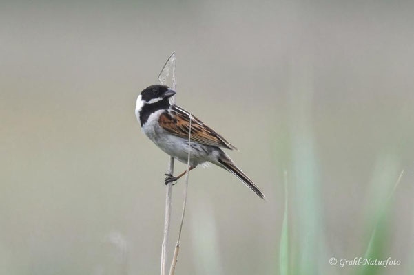 Rohrammer (Emberiza schoeniclus) männl.