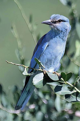 Die Blauracke (Coracias garrulus) gehört zu den Zugvögeln und überwintert in Südafrika.