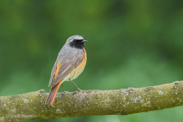 Gartenrotschwanz (Phoenicurus phoenicurus)