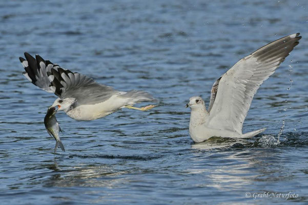 Sturmmöwen (Larus canus) auf dem Malchiner See.