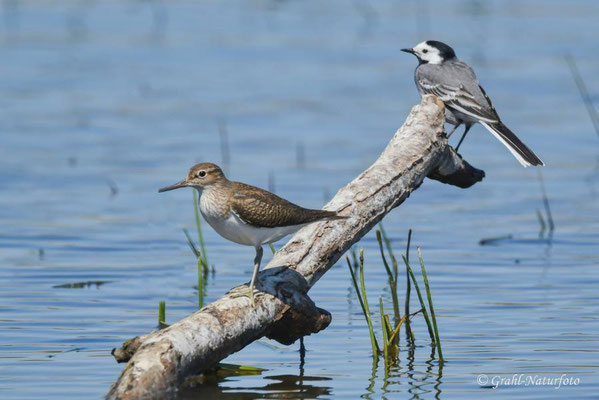 Flußuferläufer (Actitis hypoleucos) im Prachtkleid und eine Bachstelze (Motacilla alba), NSG Untere Havel Nord.