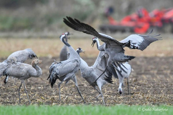 Herbstrast der Kraniche (Grus grus) in Rhin- und Havelluch 2025.