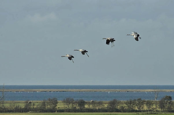 Herbstrast der Kraniche - Am Kranich Utkiek Hohendorf 2009