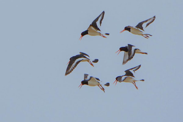 Austernfischer (Haematopus ostralegus), Wattseite