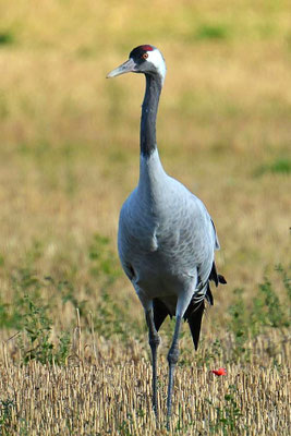 Herbstrast der Kraniche am Günzer See 2015