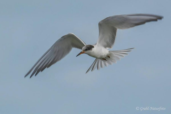 Junge Flußseeschwalbe (Sterna hirundo) am Südhafen.
