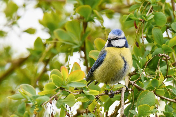 Blaumeise (Cyanistes caeruleus)