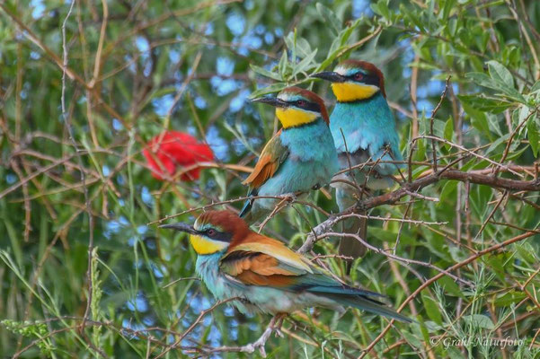 Bienenfresser (Merops apiaster) bei Jurilovca.