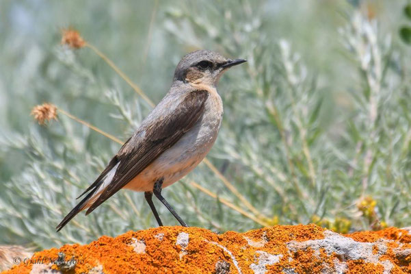 Steinschmätzer (Oenanthe oenanthe) am Kap Kaliakra - Bulgarien.