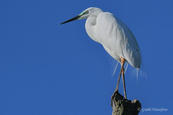 Silberreiher (Ardea alba) im frühen Prachtkleid.