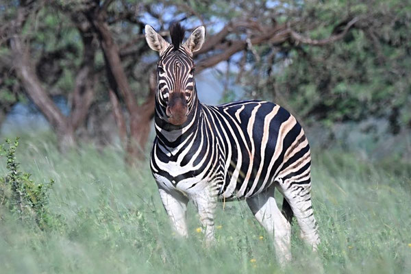 Chapman-Steppenzebra (Equus quagga chapmani) Hengst, auf dem Gelände der Zululand Safari Lodge.