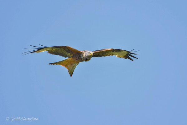 Roter Milan (Milvus milvus)