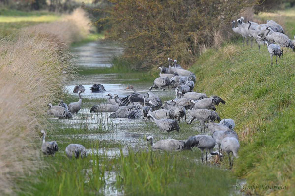 Herbstrast der Kraniche (Grus grus) 2022. Badetag bei Kranichs.