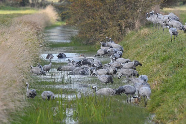 Herbstrast der Kraniche (Grus grus) 2022. Badetag bei Kranichs.