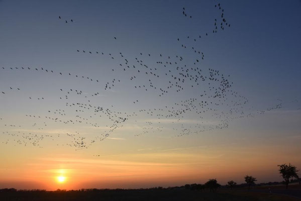 Herbstrast der Kraniche im Rhin- und Havelluch - Abendeinflug bei Linum