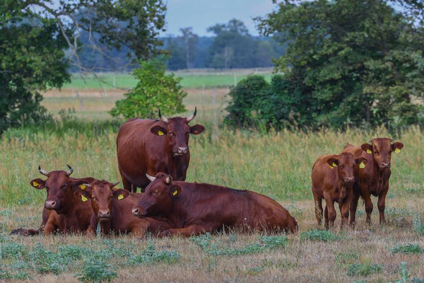 Rotes Höhenvieh (Bos primigenius f. taurus) auf einer Brandenburger Weide.