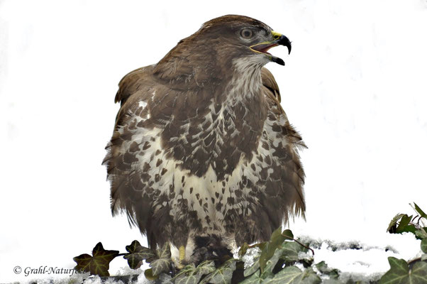 Mäusebussard (Buteo buteo)