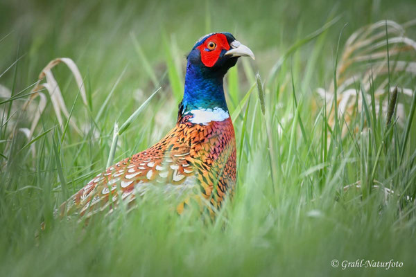 Jagdfasan (Phasianus colchicus) im NSG Untere Havel Nord.