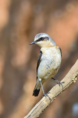 Steinschmätzer (Oenanthe oenanthe) - weibl.