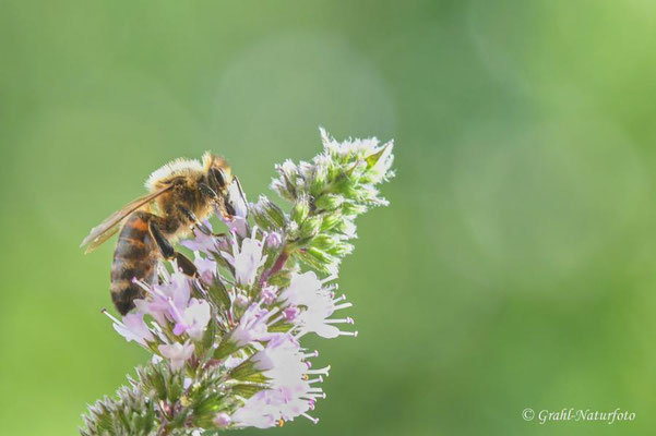 Honigbiene (Apis mellifera)