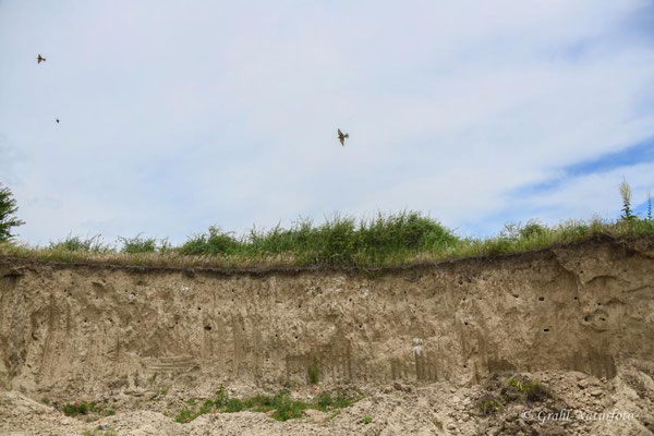 Lehmwand der Bienenfresser (Merops apiaster) bei Jurilovca.