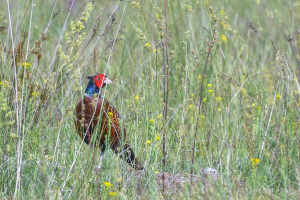 Jagdfasan (Phasianus colchicus) bei Vadu.