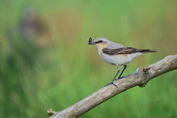 Steinschmätzer (Oenanthe oenanthe) weibl.