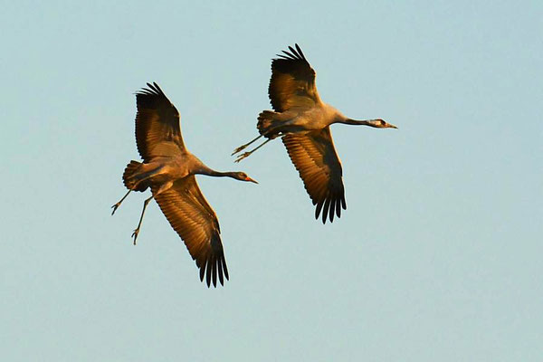 Abendeinflug am Vorsammelplatz