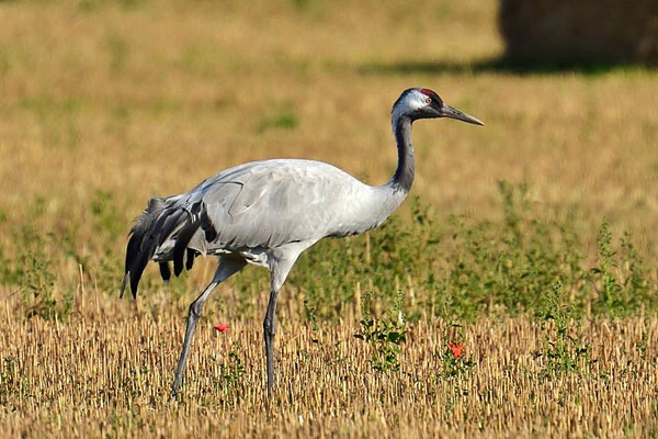 Herbstrast der Kraniche am Günzer See 2015