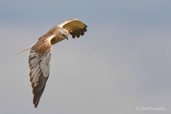 Rohrweihe (Circus aeruginosus)