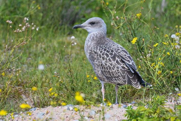 Junge Heringsmöwe (Larus fuscus) auf der Helgoländer Düne.