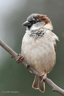 Haussperling (Passer domesticus) auch Spatz genannt.