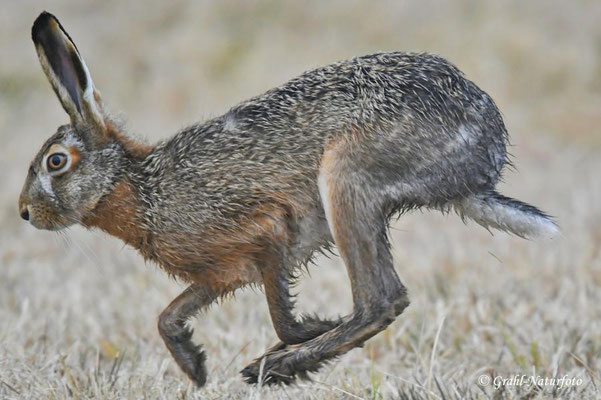 Feldhase (Lepus europaeus) auf den Wiesen von Parey.