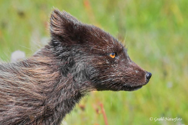 Polarfuchs (Vulpes lagopus), Ausschnitt vom vorherigen Bild.