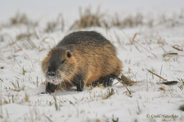 Nutria (Myocastor coypus) NSG Untere Havel.