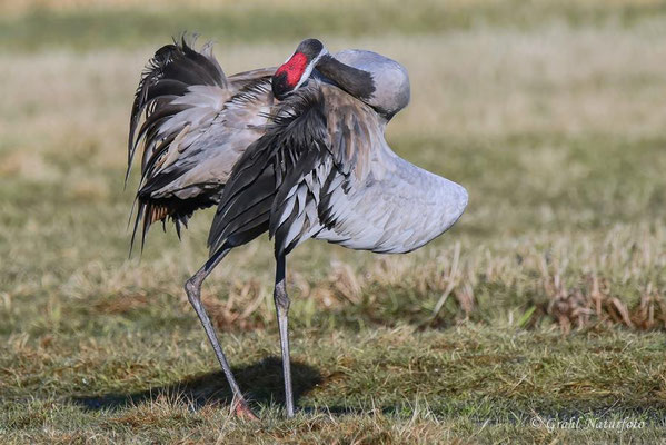 Frühjahrsrast der Kraniche am Günzer See 2017 - Gefiederpflege